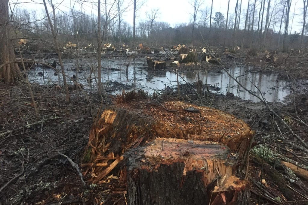 new-investigation-exposes-destruction-of-forests-to-feed-uk-biomass