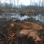 New investigation exposes destruction of forests to feed UK biomass plants