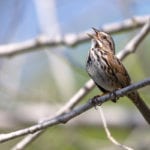 New evidence shows noise pollution is hampering birds communicating with each other
