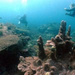 New IPSO report: Eight urgent measures needed in the next decade to preserve life-supporting ocean function