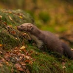 Conservation project in the running for National Lottery award back-from-the-brink-pine-marten