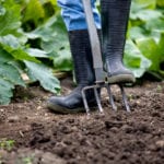 Allotment soil is safer than national guidelines suggest
