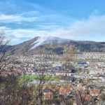 New study shows impact of largescale tree death on carbon storage