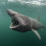 Call for support of Marine Protected Area for the basking shark in Northern Scotland