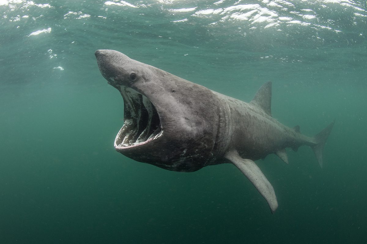 Call For Support Of Marine Protected Area For The Basking Shark In 