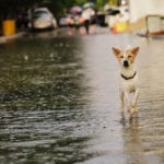 More planning applications held up by sustainable drainage design in England than in Wales