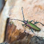 New studies aim to drive protections for beetles
