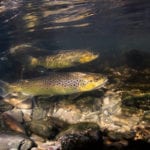 Brown Trout genome sequencing a game-changer for wildlife conservation during climate change