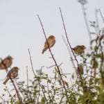 £150,000 boost for Thames Estuary habitats