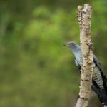 Birds benefiting from climate change may find their boost short-lived birds-benefit-climate-change