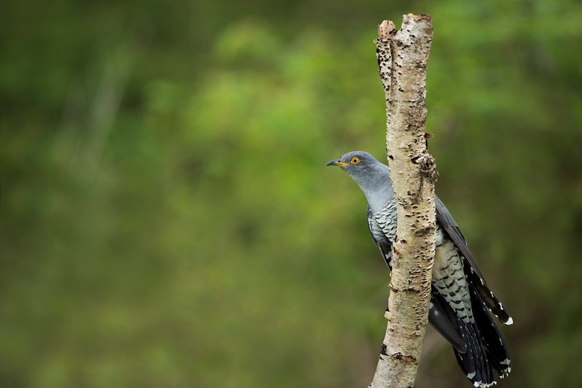 cuckoo-image-from-rspb