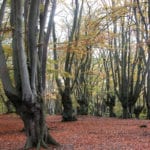Consultancy to assess air quality in Epping Forest