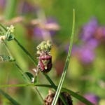 Insect decline more extensive than suspected, says large-scale biodiversity study