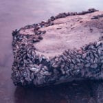 Water companies playing leading role in the battle against invasive species, says industry group