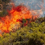 Mediterranean forests at risk