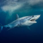 EU and US prevent vital protections for endangered mako sharks