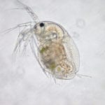 Waterflea study reveals evolution’s ability to reconfigure gene networks to deal with environmental change