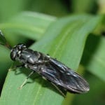 Become an insect farmer to turn muck into brass and help save the planet, says Scottish circularity advisory group