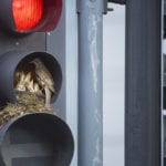 Nesting in the thrush hour: Leeds traffic light hosts endangered bird species