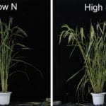 Soil Nitrogen Promotes Rice Branching
