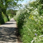 ELMs: farmers back funding for hedgerow expansion, CPRE survey shows
