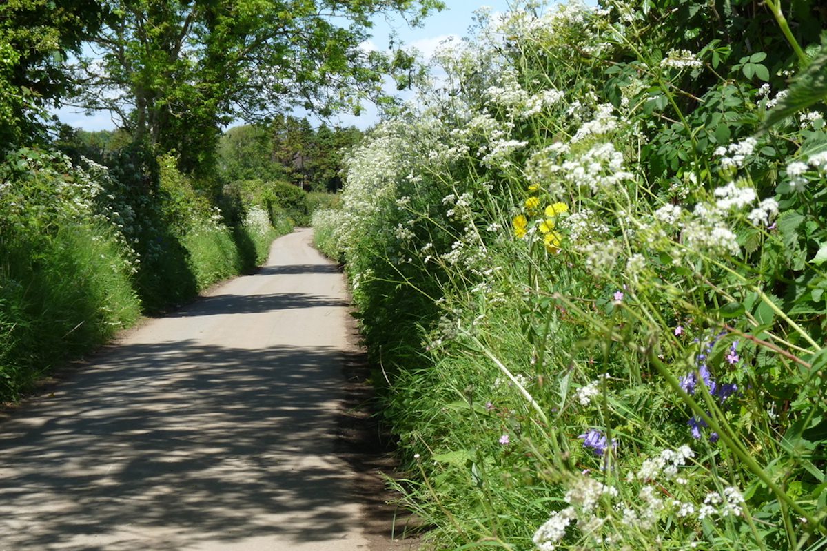 hedgerows