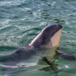 Even “safe levels” of PCBs harm porpoises, say researchers