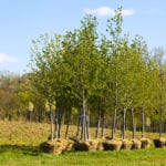 1 trillion trees are great, except when they’re not: Paper aims to clarify benefits of nature-based solutions approach