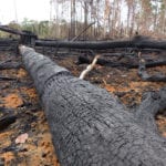 Report highlights UK and US financial institutions’ contribution to Amazon deforestation