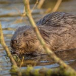 A timely return Beaver