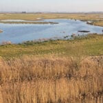 New network to spearhead rapid rewilding across Britain