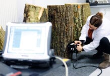 Tree density research paves the way for non-destructive testing methods