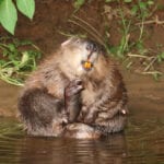 Government says beavers can stay in their Devon home