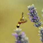 New report calls for ambitious pesticide reduction target