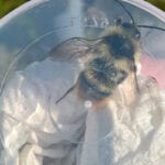 Rare bees found buzzing about new sewage works