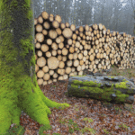 Stop perverse climate impact of biomass by radically reforming CO2 accounting rules, says advisory body