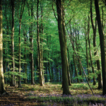 Land managers offered guaranteed income for tree planting after third auction of Woodland Carbon Guarantee is announced