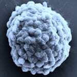 Research creates hydrogen-producing living droplets, suggesting a route to possible future energy sources