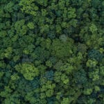 Diverse forests hold huge carbon potential, as long as we cut emissions
