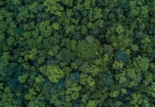 Study upends “plant trees everywhere” strategy for climate action