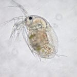 Water fleas as ‘canaries in a coal mine’ offer key to managing chemical pollution