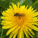 Gardens are secret powerhouse for pollinators, says research