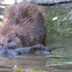 2021 will be a record year for beaver releases