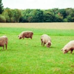 Project aims to reduce impact of ammonia emissions from livestock