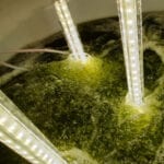 Algae-based phosphorus removal technology for wastewater makes innovation shortlist