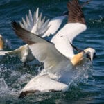 Boost research to protect sealife from wind farms, says Lords committee