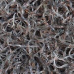 Endangered eels likely to benefit from new work revealing how they swim up the Thames estuary