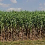 ‘Keep off the grass’: the biofuel that could help us achieve net zero