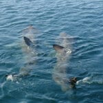 Unique monitoring project will study the seas around Ireland and Western Scotland
