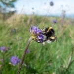 Plan launched for UK-wide “insect superhighways”